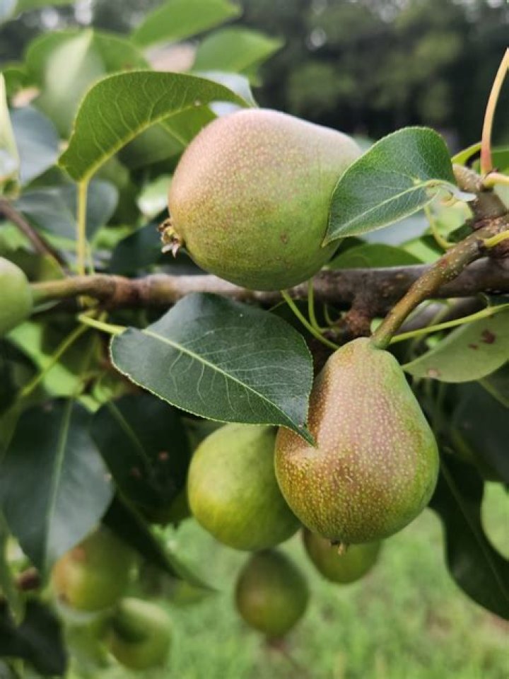 Do Ayers pear trees need a pollinator?