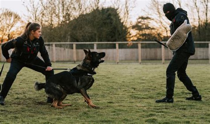 Do dogs know their owners graves?
