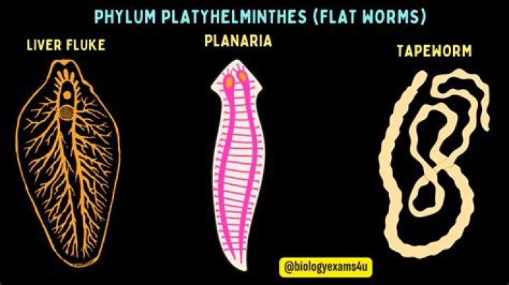 Do platyhelminthes have flat bodies?