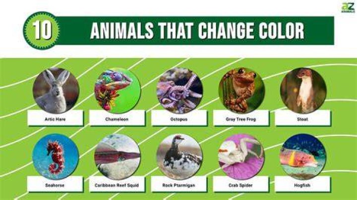 Do some animals change color in different seasons?