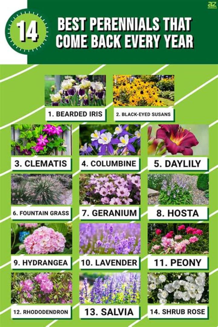 Does salvias come back every year?