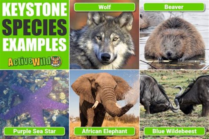 Does the Keystone pipeline affect wildlife?
