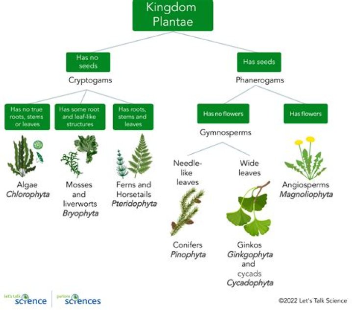 How did Theophrastus classify plants?