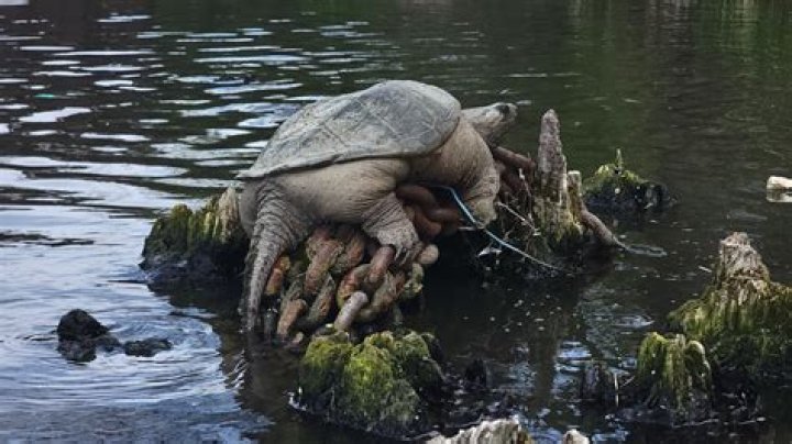 How do snapping turtles mate in water?