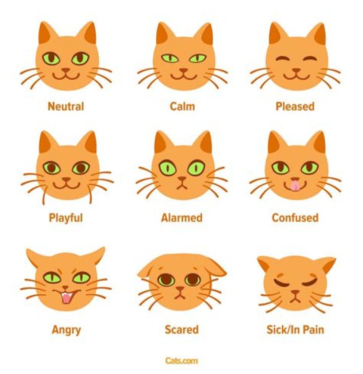 How do you make a cat face in text?