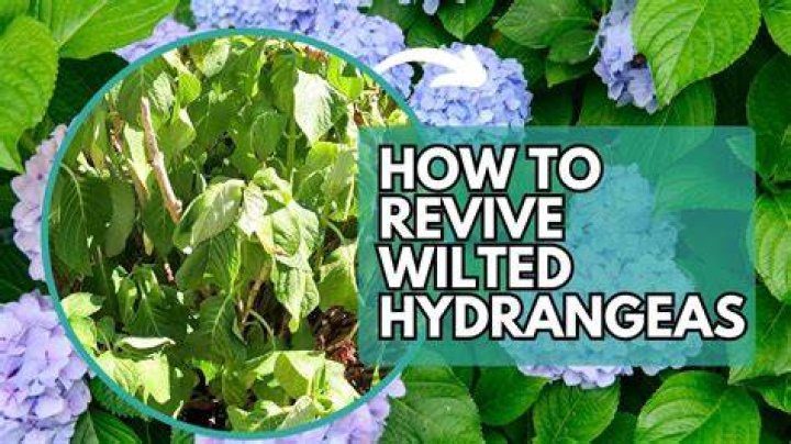 How do you revive death impatiens?