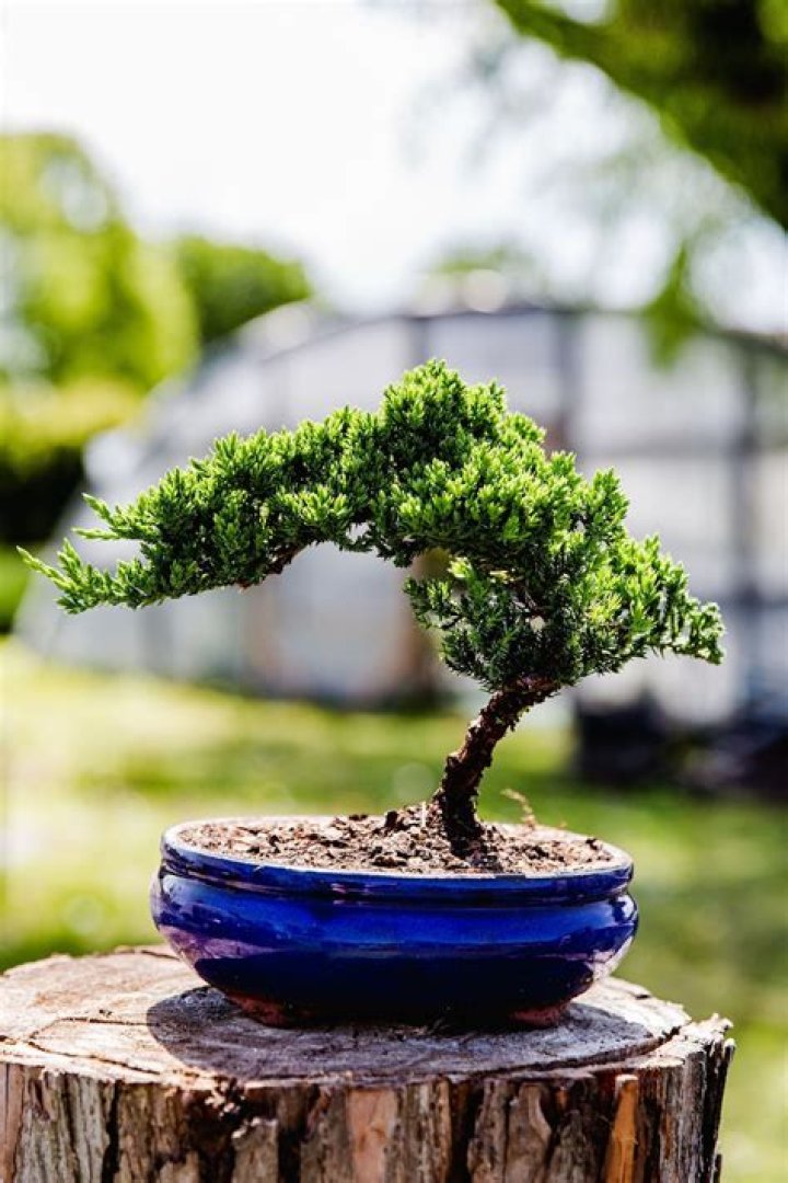 How do you style a juniper bonsai tree?