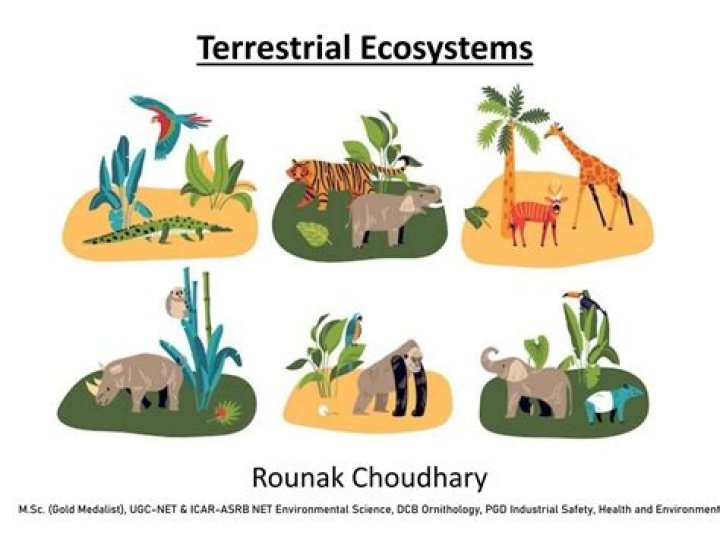 Is a forest a terrestrial ecosystem?
