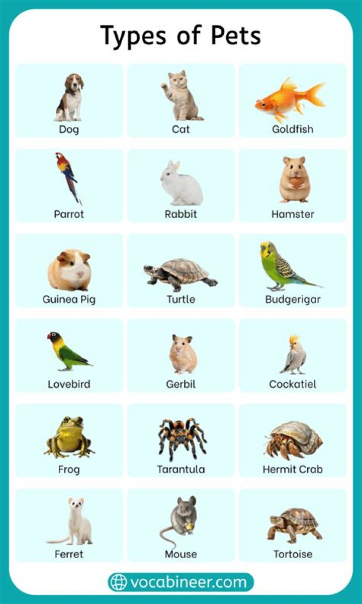 What are pets scared of?