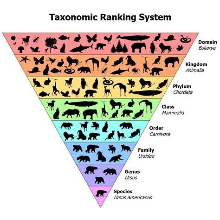 What are the 7 model organisms?