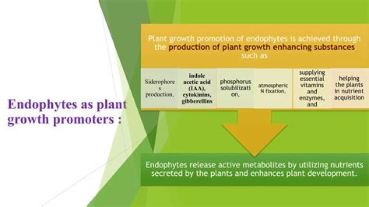 What do endophytes do?