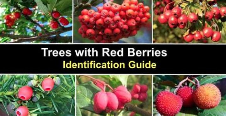 What large tree has red berries?