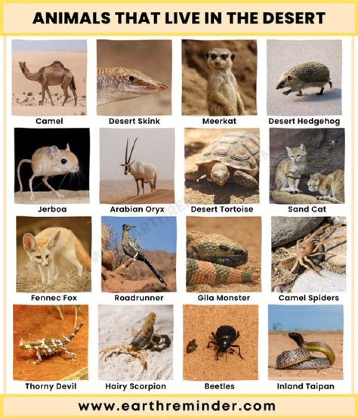 Which animals live in Thar desert?